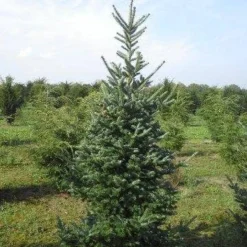 Koreaanse Zilverspar (Abies Koreana) -Groen Dome Verkoopwinkel abies koreana 200 250 1