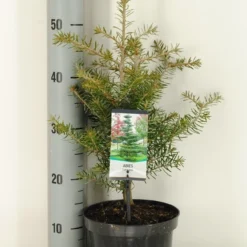 Koreaanse Zilverspar (Abies Koreana) -Groen Dome Verkoopwinkel abies koreana c3 m