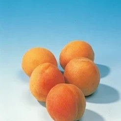 Abrikozenboom (Prunus Armeniaca 'Hongaarse') -Groen Dome Verkoopwinkel abrikoos 1