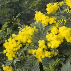 Mimosa Als Boom (Acacia Dealbata) -Groen Dome Verkoopwinkel acacia dealbata 1 1