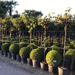 Kiwiplant Als Dakboom (Actinidia Chinensis) -Groen Dome Verkoopwinkel actinidia chinensis deliciosa dak