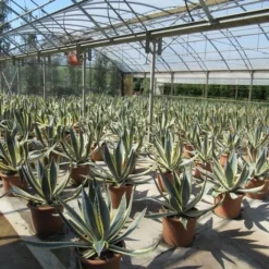 Agave (Agave Americana 'Variegata') -Groen Dome Verkoopwinkel agave americana variegata