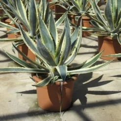 Agave (Agave Americana 'Variegata') -Groen Dome Verkoopwinkel agave americana variegata 2