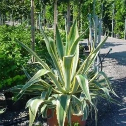 Agave (Agave Americana 'Variegata') -Groen Dome Verkoopwinkel agave americana variegata 4