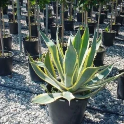 Agave (Agave Americana 'Variegata') -Groen Dome Verkoopwinkel agave americana variegata 4 1