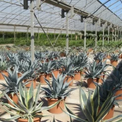 Winterharde Agave (Agave Montana) -Groen Dome Verkoopwinkel agave montana 2