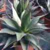 Winterharde Agave (Agave Montana)