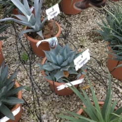 Winterharde Agave (Agave Parrasana) -Groen Dome Verkoopwinkel agave parrasana