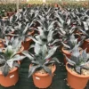 Winterharde Agave (Agave Colorata 'Supreme')