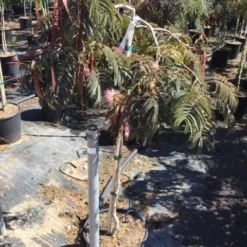 Perzische Slaapboom Als Halfstam (Albizia 'Chocolate Fountain') 5 Perzische Slaapboom Als Halfstam (Albizia 'Chocolate Fountain') -Groen Dome Verkoopwinkel albizia julibrissin chocolate fountain r halfstam