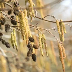 Zwarte Els (Alnus Glutinosa)