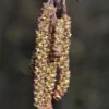 Zwarte Els, Bosplantsoen (Alnus Glutinosa) -Groen Dome Verkoopwinkel alnus glutinosa 01