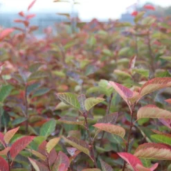 Krentenboom Als Struik (Amelanchier Lamarckii) -Groen Dome Verkoopwinkel amelanchier lamarckii 2 1