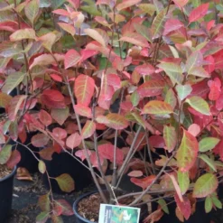 Krentenboom Als Struik (Amelanchier Lamarckii) -Groen Dome Verkoopwinkel amelanchier lamarckii 3 1