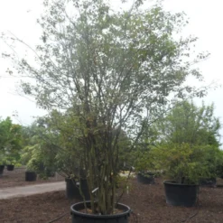 Krentenboom Als Struik (Amelanchier Lamarckii) -Groen Dome Verkoopwinkel amelanchier lamarckii 400 500 c750