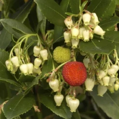 Aardbeiboom (Arbutus Unedo) -Groen Dome Verkoopwinkel arbutus unedo 1