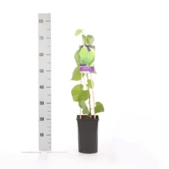 Duitse Pijp (Aristolochia Macropylla) -Groen Dome Verkoopwinkel aristolochia durior macrophylla