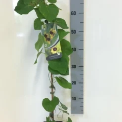 Duitse Pijp (Aristolochia Macropylla) -Groen Dome Verkoopwinkel aristolochia macrophylla 80 100 c2