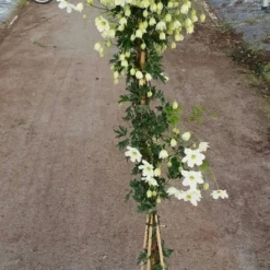 Groenblijvende Clematis (Clematis 'Avalanche') -Groen Dome Verkoopwinkel avalanche r 180cm