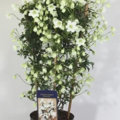 Groenblijvende Clematis (Clematis 'Avalanche')