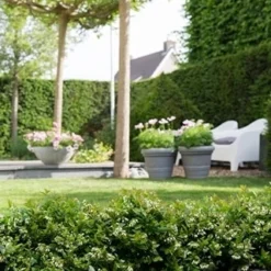 BerryBux Blauwe Bes (Vaccinium Angustifolium ’BerryBux') -Groen Dome Verkoopwinkel berrybux heg bloei hr 4095