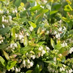 BerryBux Blauwe Bes (Vaccinium Angustifolium ’BerryBux') -Groen Dome Verkoopwinkel berrybux heg bloei hr 4143 2