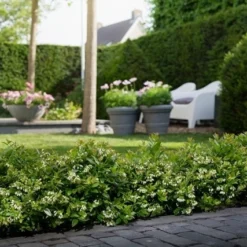 BerryBux Blauwe Bes (Vaccinium Angustifolium ’BerryBux') -Groen Dome Verkoopwinkel berrybux heg bloei hr 4057