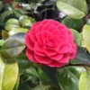 Camelia Als Leivorm (Camellia Japonica 'Black Lace') -Groen Dome Verkoopwinkel blacklace