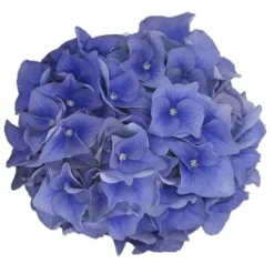 Hortensia Blue Ballad (Hydrangea 'Music Collection') -Groen Dome Verkoopwinkel blue ballad