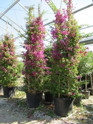 Bougainvillea Als Struik (Bougainvillea Glabra) 6 Bougainvillea Als Struik (Bougainvillea Glabra) - Afbeelding 4