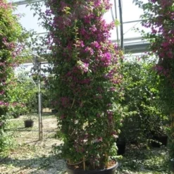 Bougainvillea Als Struik (Bougainvillea Glabra) 7 Bougainvillea Als Struik (Bougainvillea Glabra) -Groen Dome Verkoopwinkel bougainvillea glabra 2