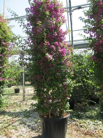 Bougainvillea Als Struik (Bougainvillea Glabra) 4 Bougainvillea Als Struik (Bougainvillea Glabra) - Afbeelding 2