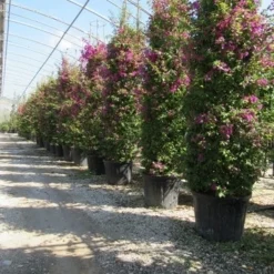 Bougainvillea Als Struik (Bougainvillea Glabra) 8 Bougainvillea Als Struik (Bougainvillea Glabra) -Groen Dome Verkoopwinkel bougainvillea glabra 3