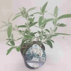 Vlinderstruik (Buddleja 'Silver Anniversary') -Groen Dome Verkoopwinkel budd silver annieversary