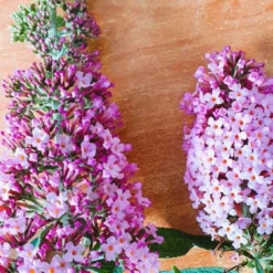 Bestsellers -Groen Dome Verkoopwinkel buddleja1 2