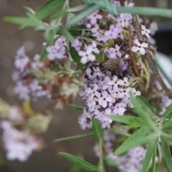 Bestsellers -Groen Dome Verkoopwinkel buddleja alternifolia 2