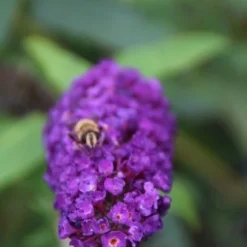 Vlinderstruik (Buddleja Davidii 'Black Knight') -Groen Dome Verkoopwinkel buddleja davidii black knight 3