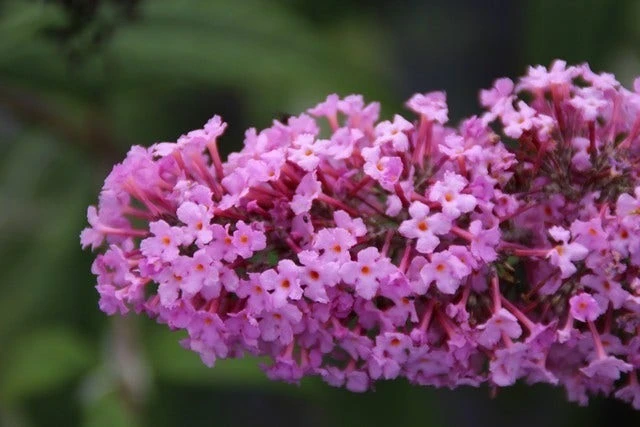 Vlinderstruik (Buddleja Davidii 'Pink Delight') 4 Vlinderstruik (Buddleja Davidii 'Pink Delight') - Afbeelding 2