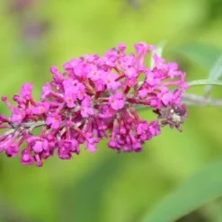 Vlinderstruik (Buddleja 'Miss Ruby') -Groen Dome Verkoopwinkel buddleja miss ruby 2