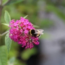 Vlinderstruik (Buddleja 'Miss Ruby') -Groen Dome Verkoopwinkel buddleja miss ruby 4