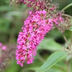 Vlinderstruik (Buddleja 'Miss Ruby') -Groen Dome Verkoopwinkel buddleja miss ruby 6