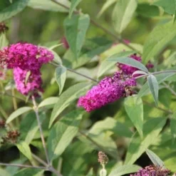 Vlinderstruik (Buddleja 'Miss Ruby') -Groen Dome Verkoopwinkel buddleja miss ruby 7