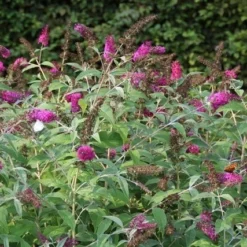 Vlinderstruik (Buddleja 'Miss Ruby') -Groen Dome Verkoopwinkel buddleja miss ruby 8
