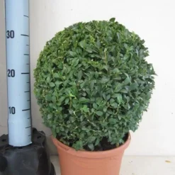 Buxusbol (Buxus Sempervirens, Bolvorm) -Groen Dome Verkoopwinkel buxus 30 cm bol