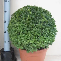Buxusbol (Buxus Sempervirens, Bolvorm) -Groen Dome Verkoopwinkel buxus 40 cm bol