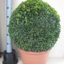 Buxusbol (Buxus Sempervirens, Bolvorm) -Groen Dome Verkoopwinkel buxus 50 cm bol