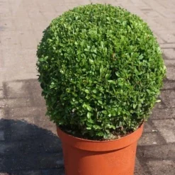 Buxusbol (Buxus Sempervirens, Bolvorm) -Groen Dome Verkoopwinkel buxus sempervirens bol