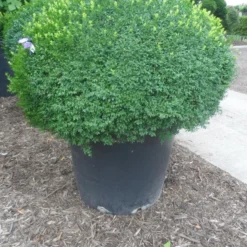 Buxusbol (Buxus Sempervirens, Bolvorm) -Groen Dome Verkoopwinkel buxus sempervirens bol 120 130