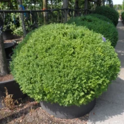 Buxusbol (Buxus Sempervirens, Bolvorm) -Groen Dome Verkoopwinkel buxus sempervirens bol 120 140