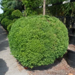 Buxusbol (Buxus Sempervirens, Bolvorm) -Groen Dome Verkoopwinkel buxus sempervirens bol 140 160